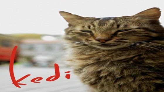 فيلم كيدي 2017 Kedi مترجم