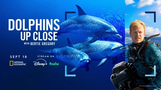 فيلم Dolphins Up Close with Bertie Gregory 2025 مترجم